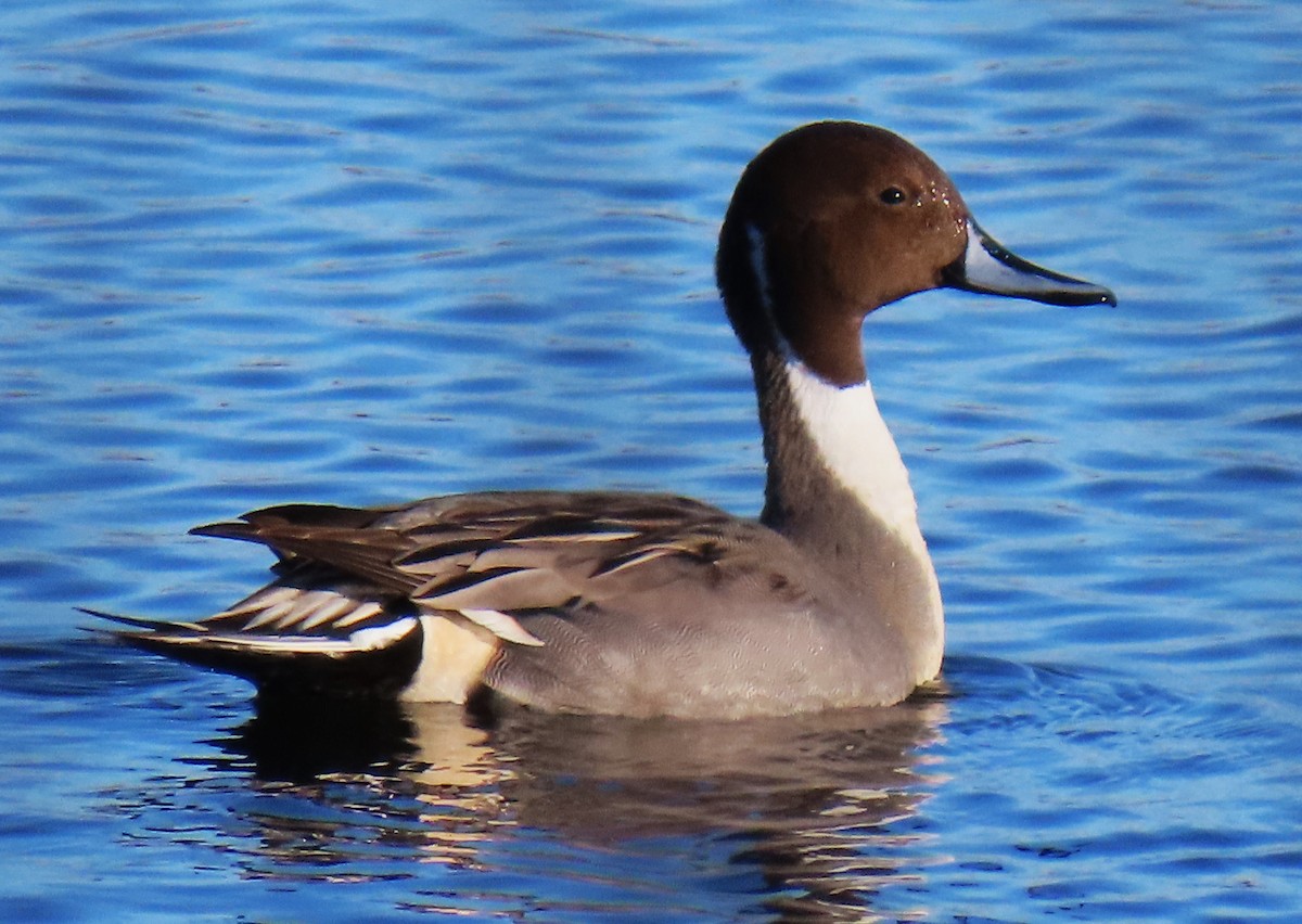 stjertand - ML627280766