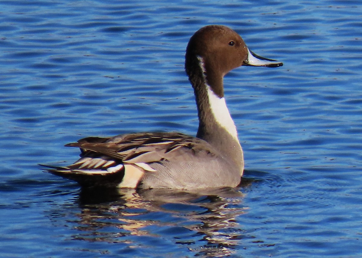 stjertand - ML627280772