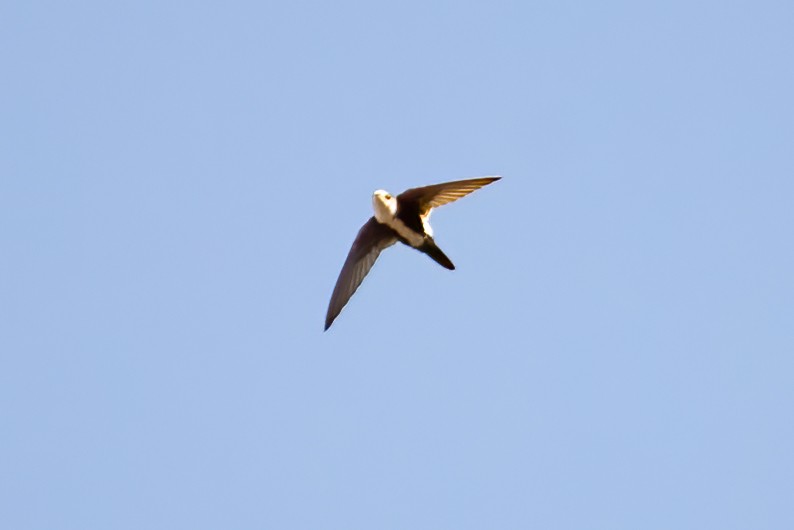 White-throated Swift - ML627280815
