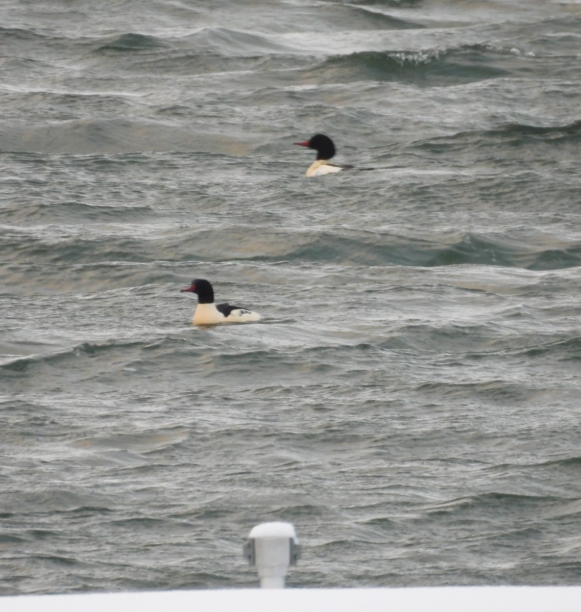 Common Merganser - ML627280819