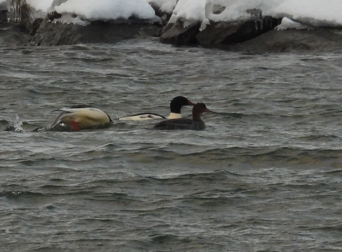 Red-breasted Merganser - ML627280828