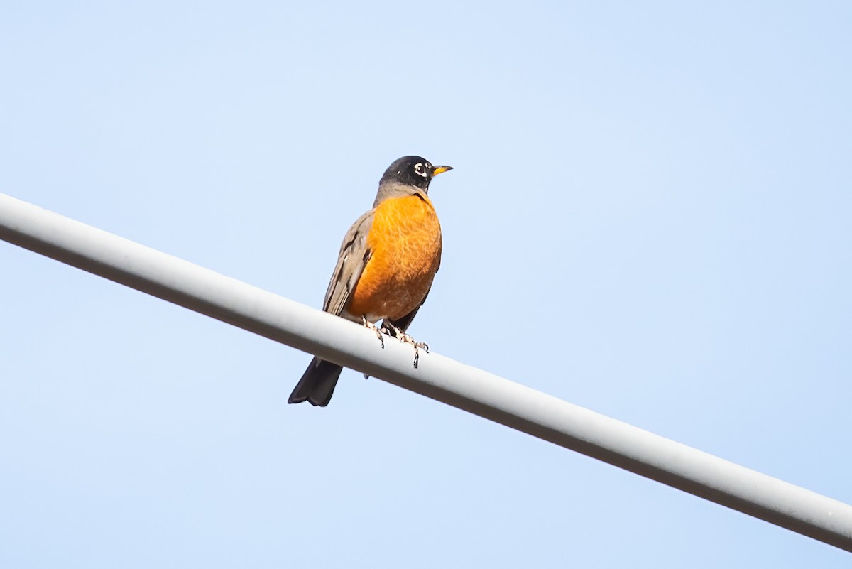American Robin - ML627280925