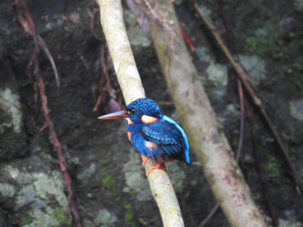 Indigo-banded Kingfisher - ML627280956