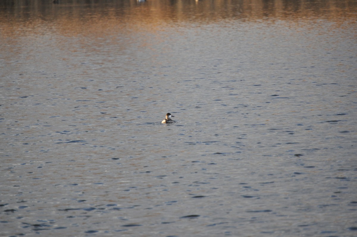 Ruddy Duck - ML627280985