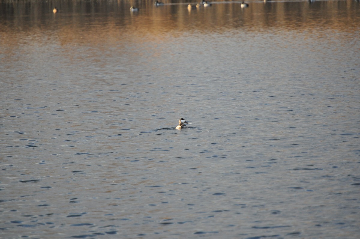 Ruddy Duck - ML627280986