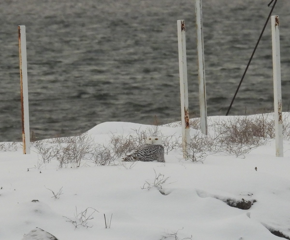 Snowy Owl - ML627280988