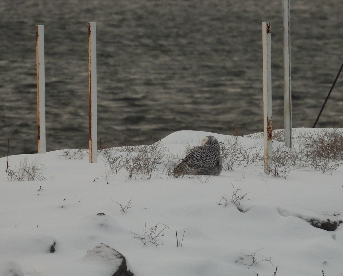 Snowy Owl - ML627280989