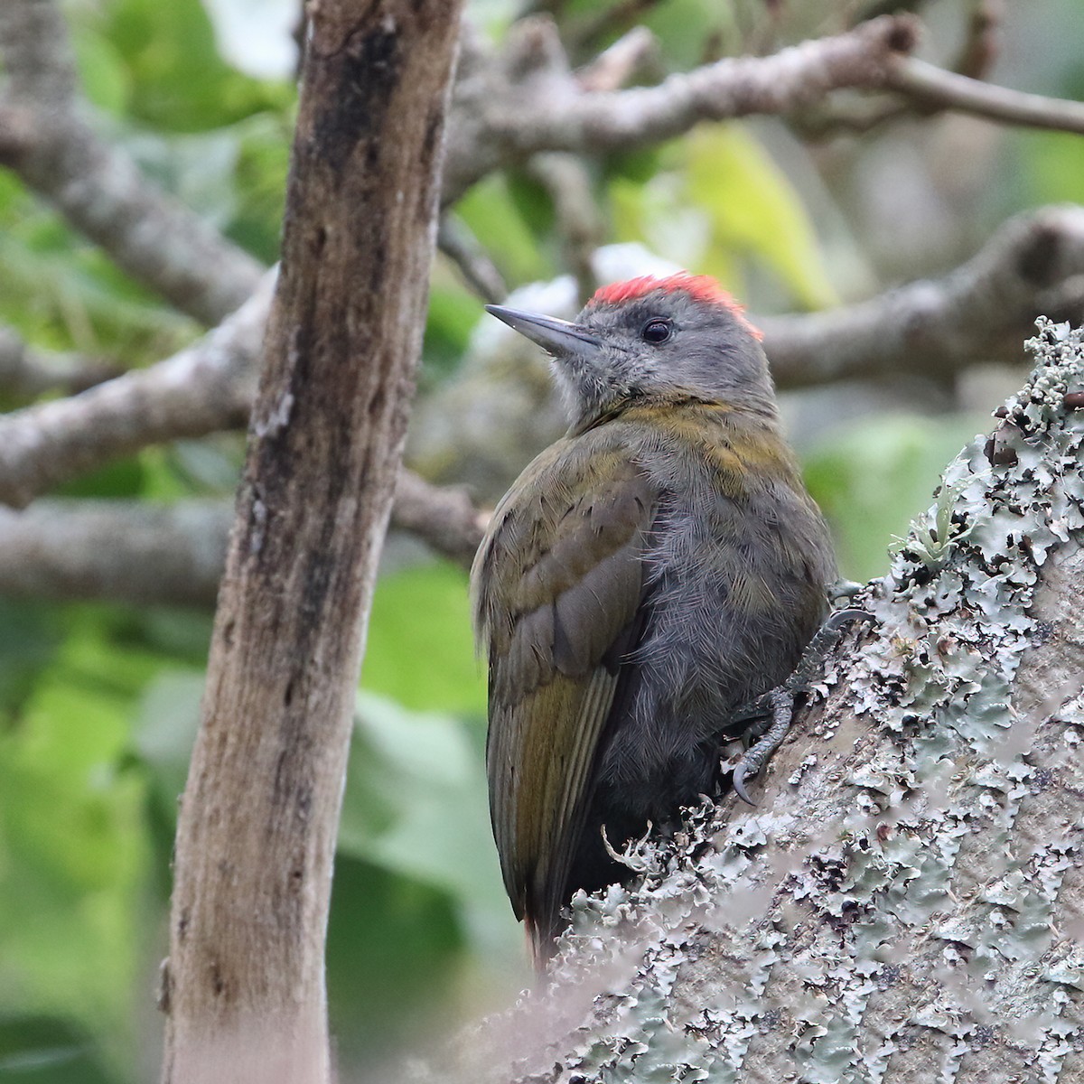 Olive Woodpecker (Southern) - ML627281035