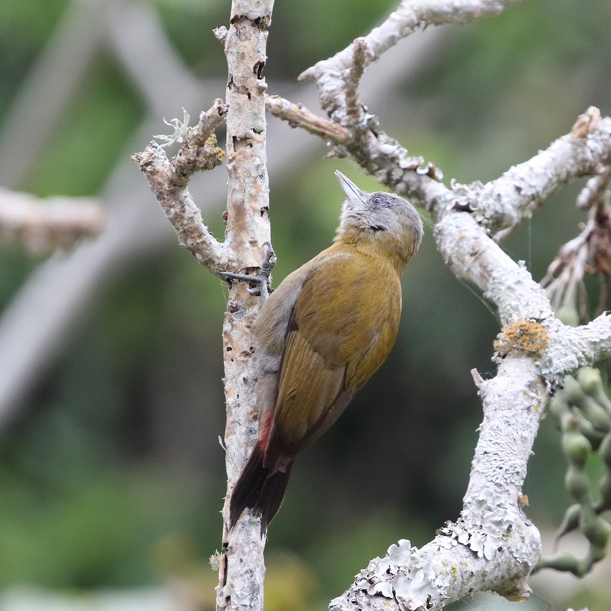 Olive Woodpecker (Southern) - ML627281044