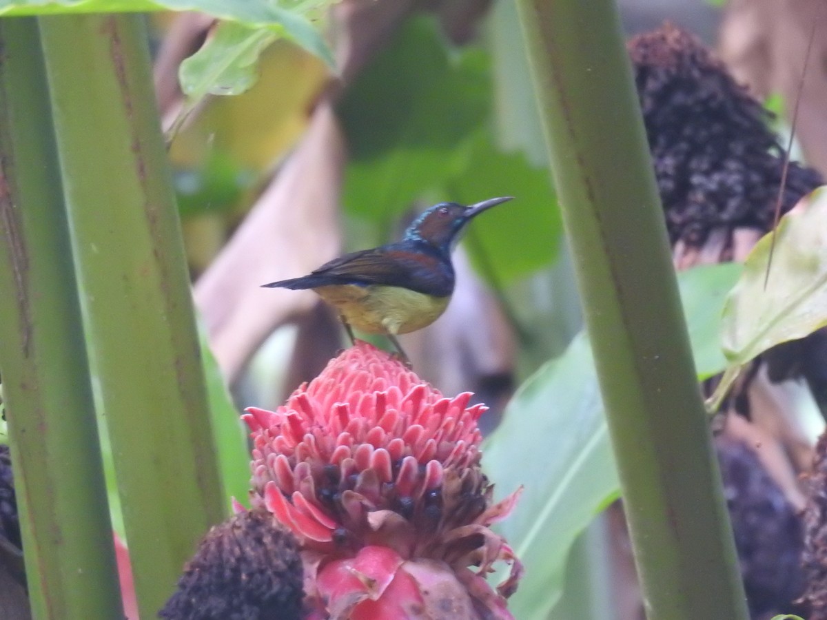 Gray-throated Sunbird - ML627281054
