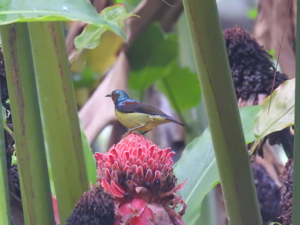 Gray-throated Sunbird - ML627281072