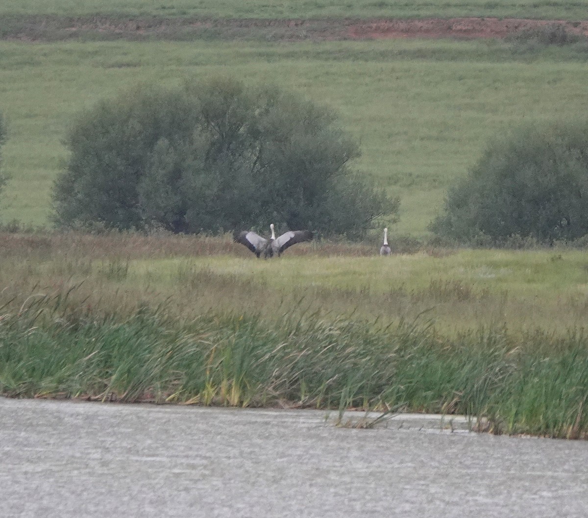 Wattled Crane - ML627281113