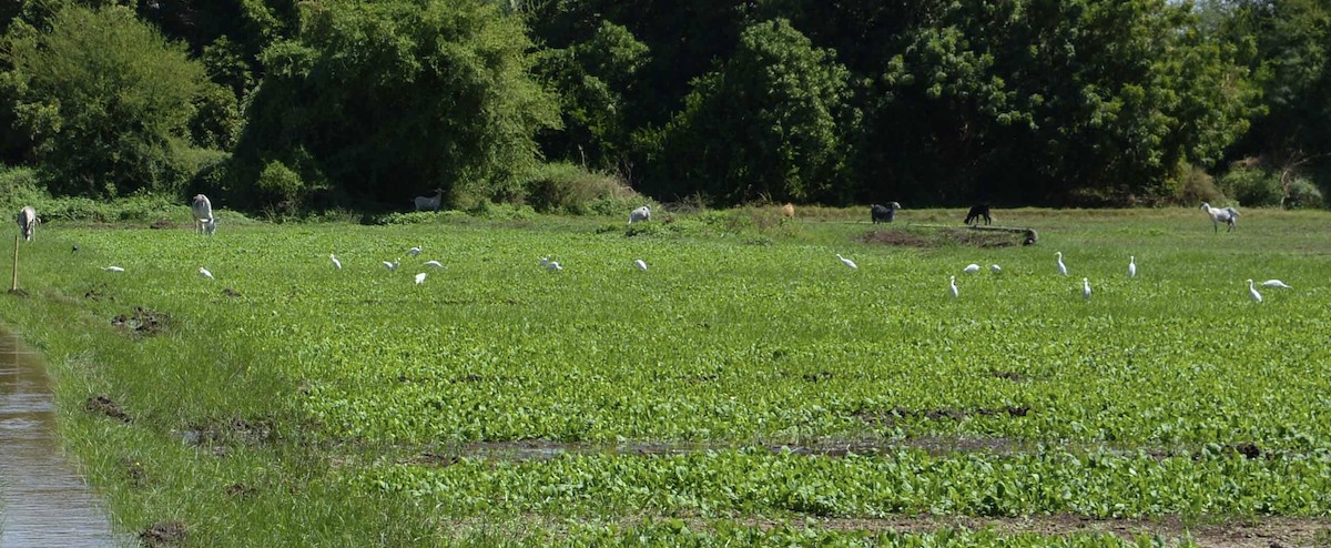 Western Cattle-Egret - ML627281169