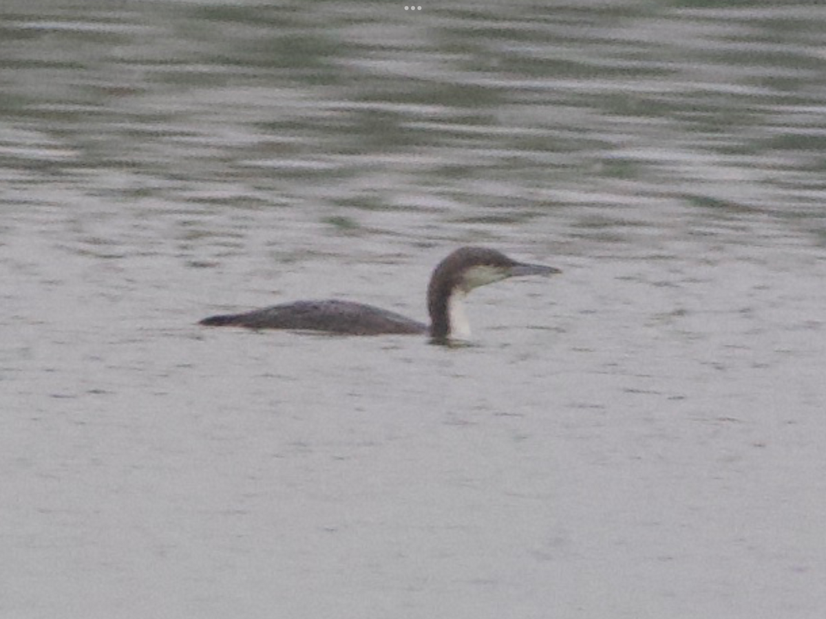 Pacific Loon - ML627281174