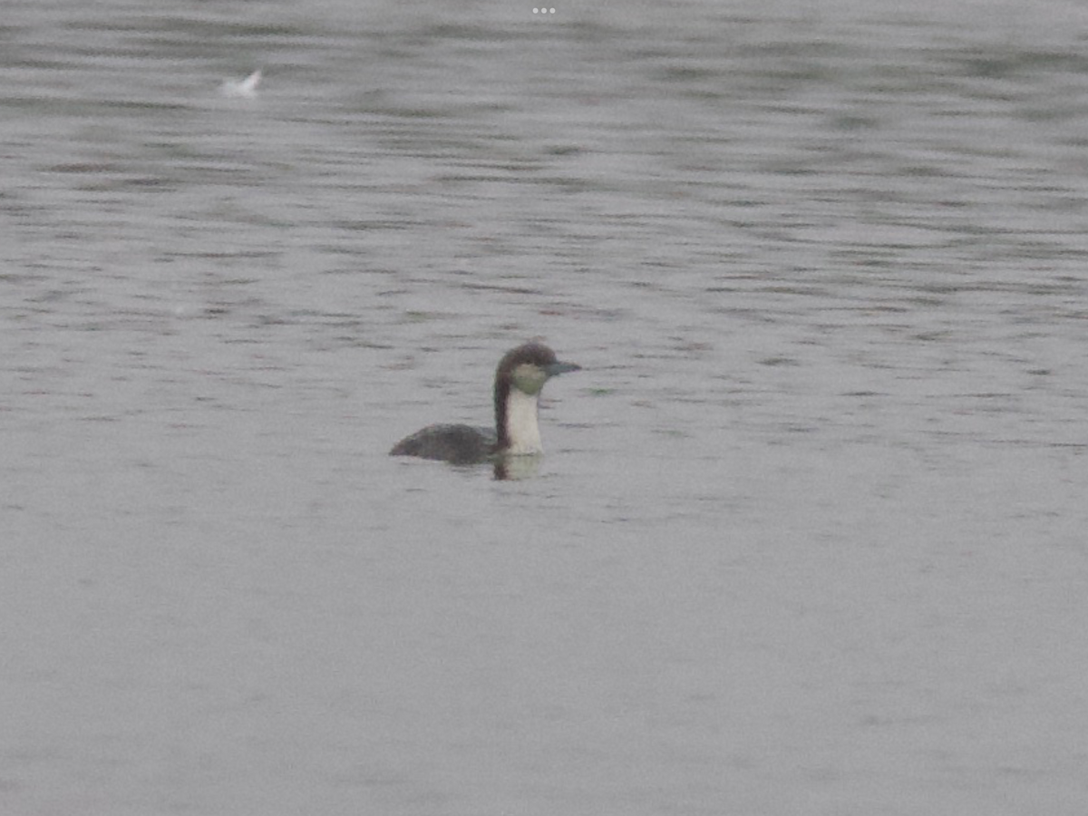 Pacific Loon - ML627281175