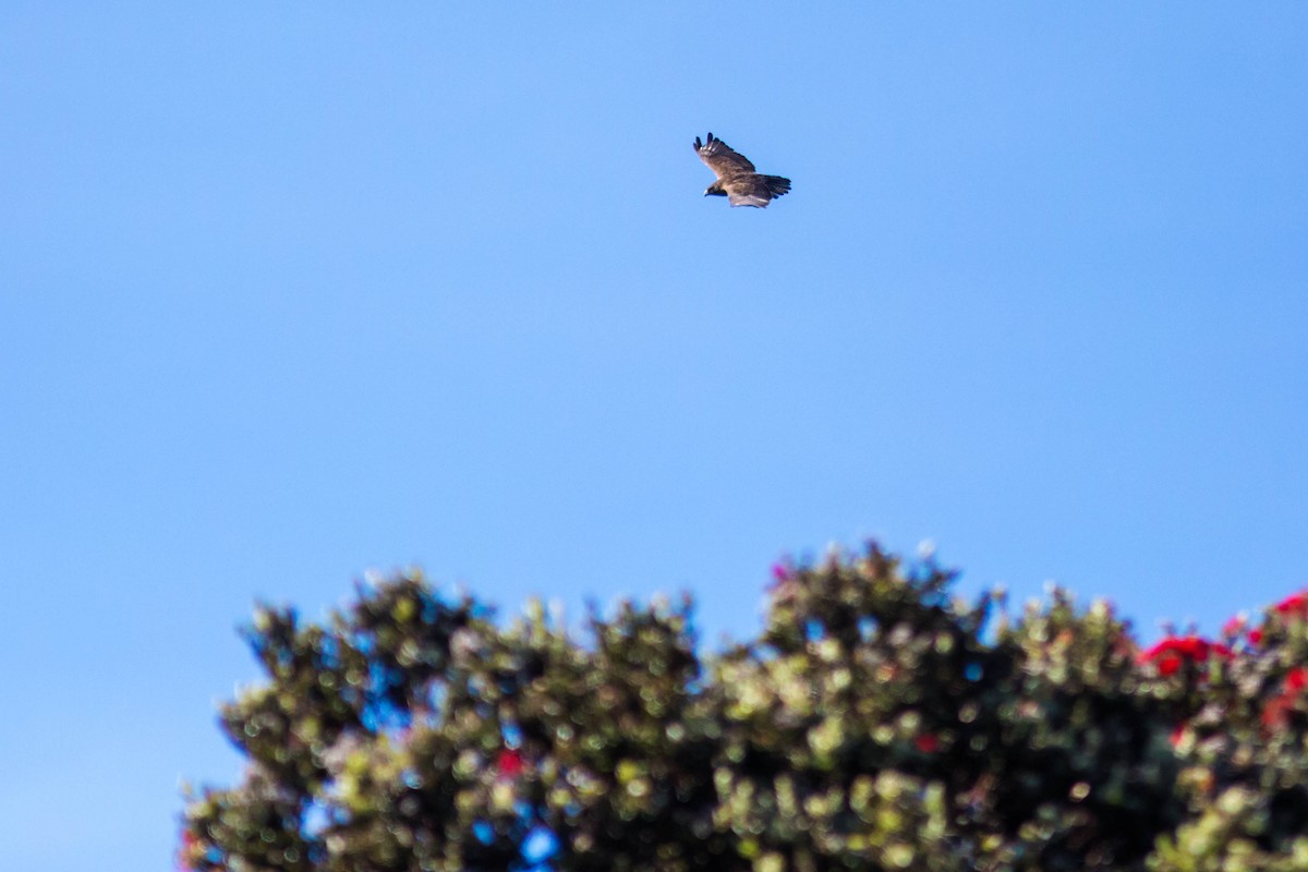 Hawaiian Hawk - ML627281371
