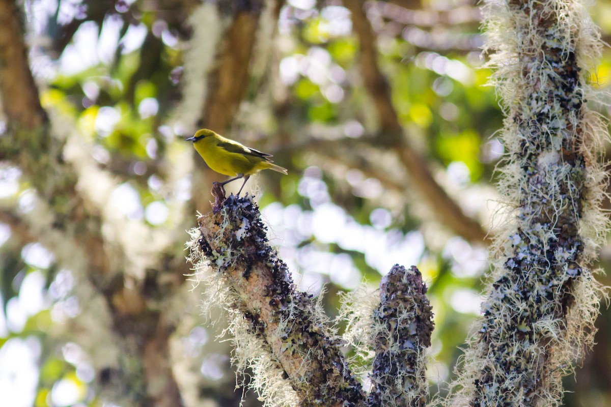 Hawaii Amakihi (Hawaii) - ML627281422