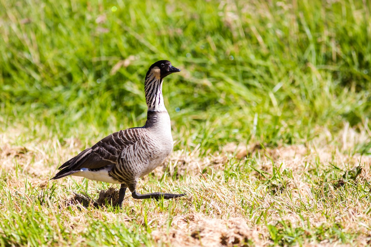 Hawaiian Goose - ML627281437
