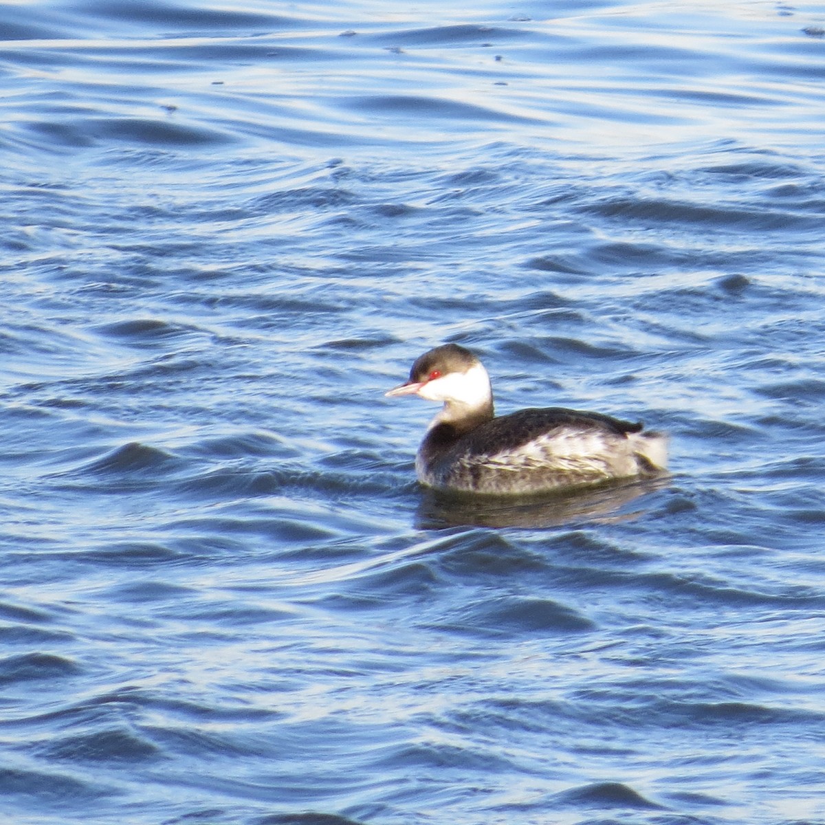 Horned Grebe - ML627281501