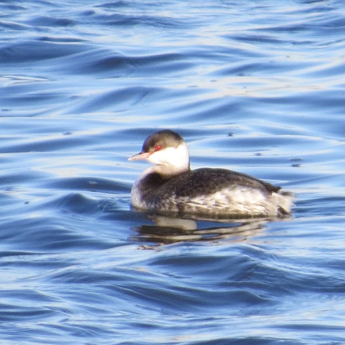 Horned Grebe - ML627281510