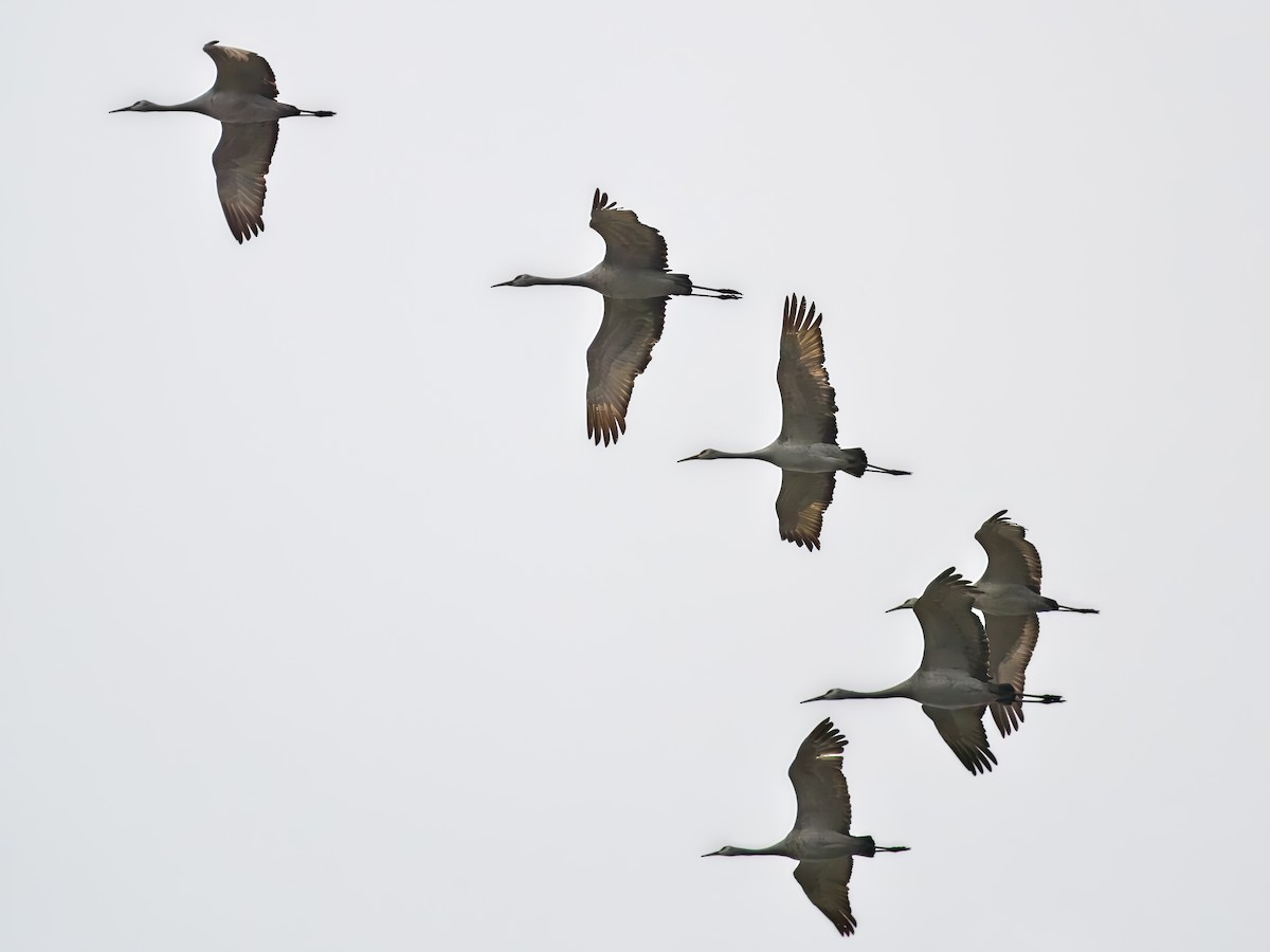 Sandhill Crane - ML627281526