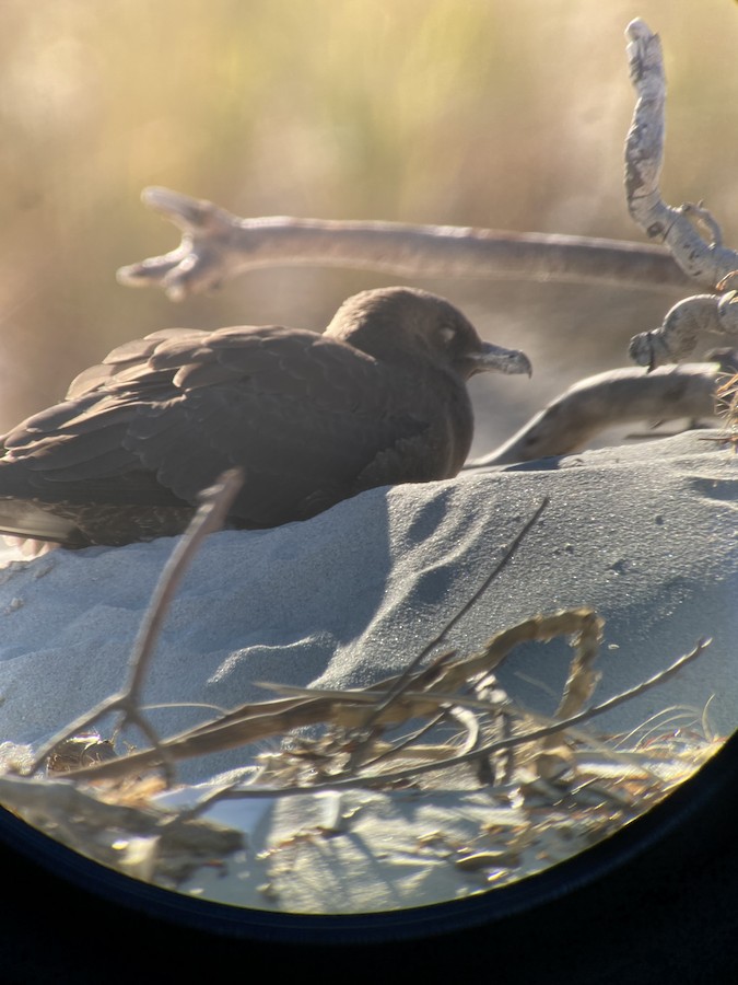 Pomarine Jaeger - Kristal Stahler