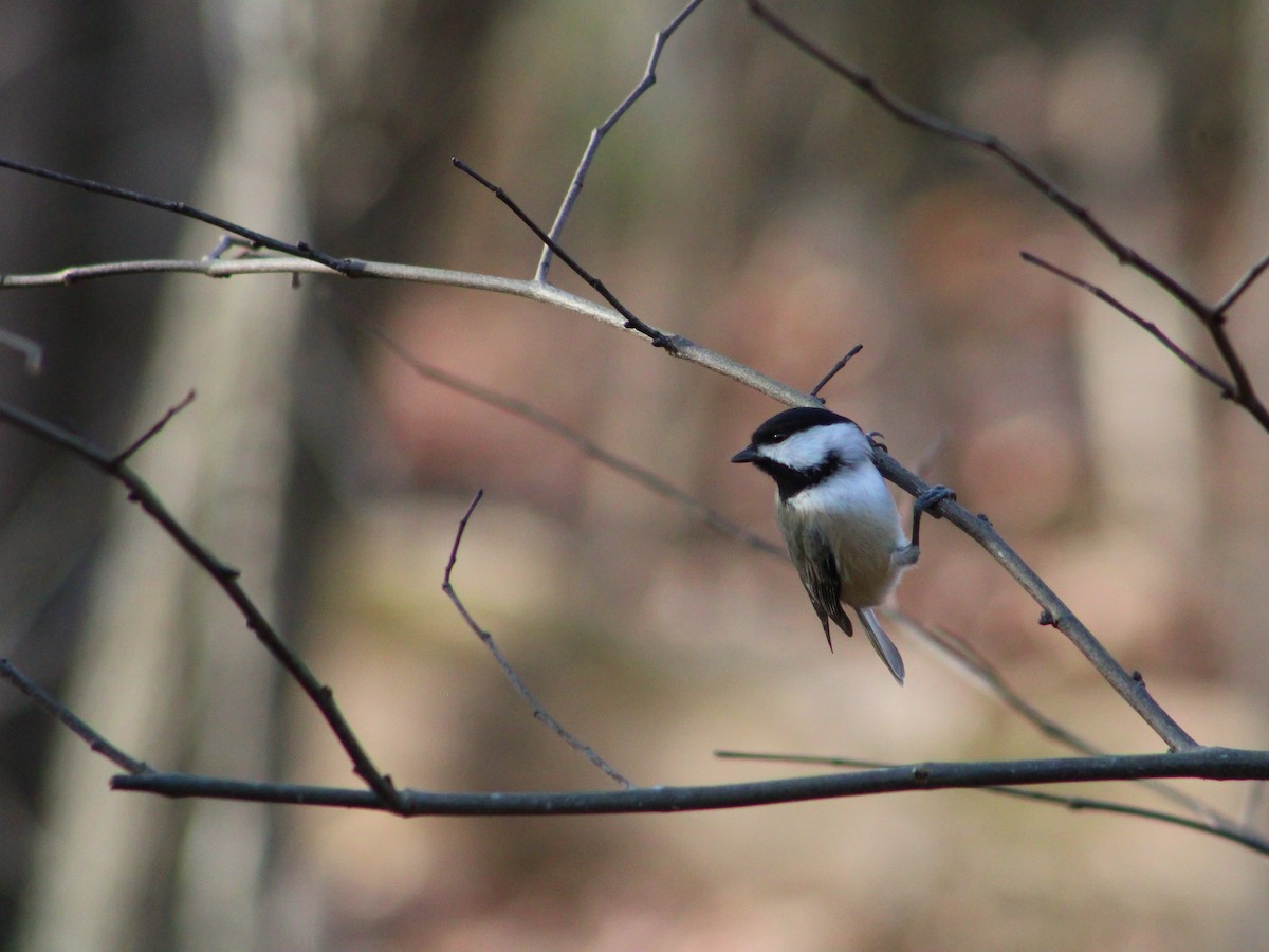 Mésange de Caroline - ML627281759
