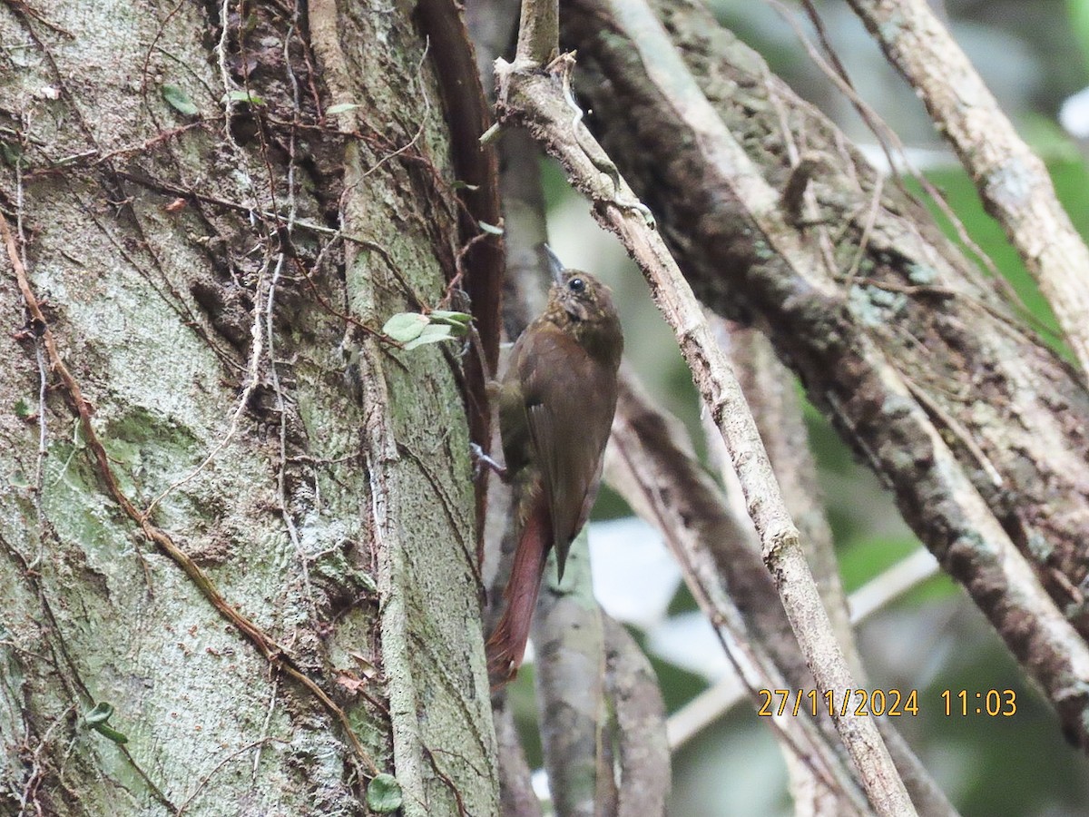 Rufous-tailed Xenops - ML627281895