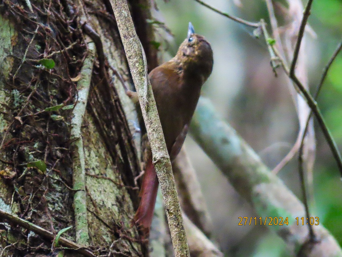 Rufous-tailed Xenops - ML627281914