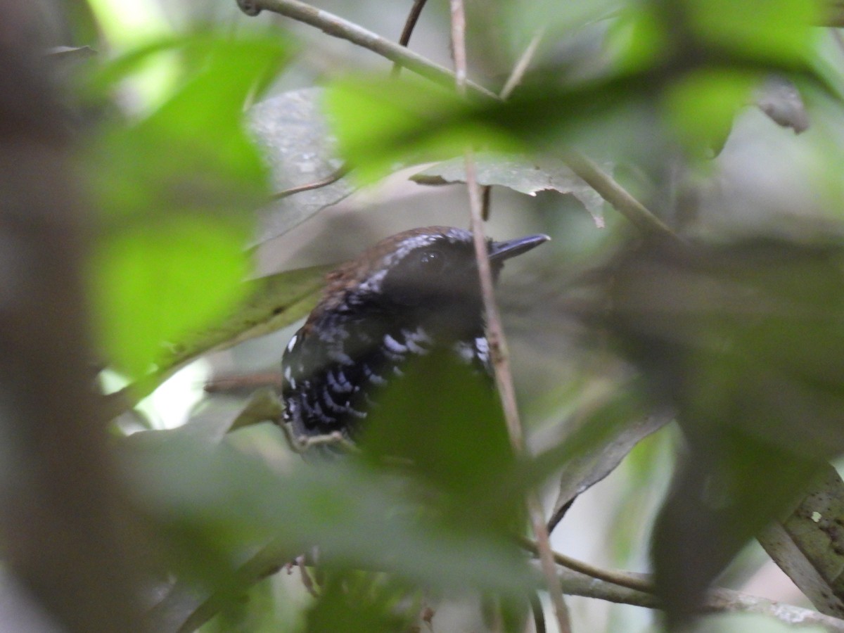 Squamate Antbird - ML627281946