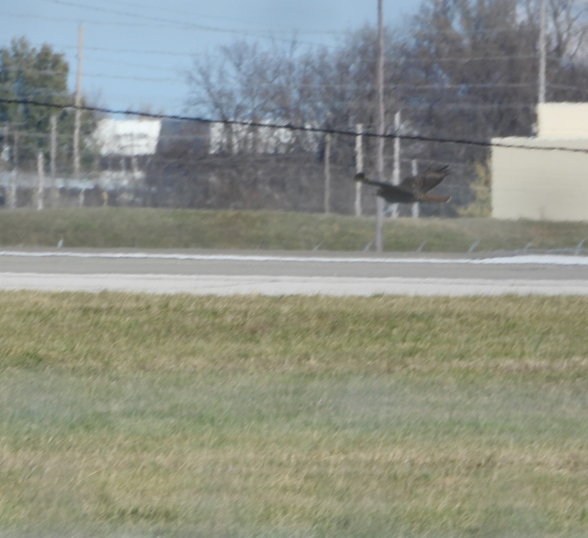 Red-tailed Hawk (calurus/alascensis) - ML627282109