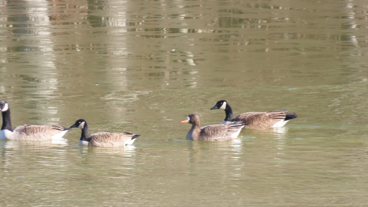 Greater White-fronted Goose - ML627282169