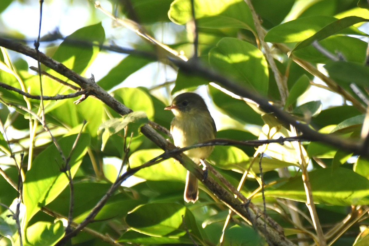 Vireo de la Española - ML627282557