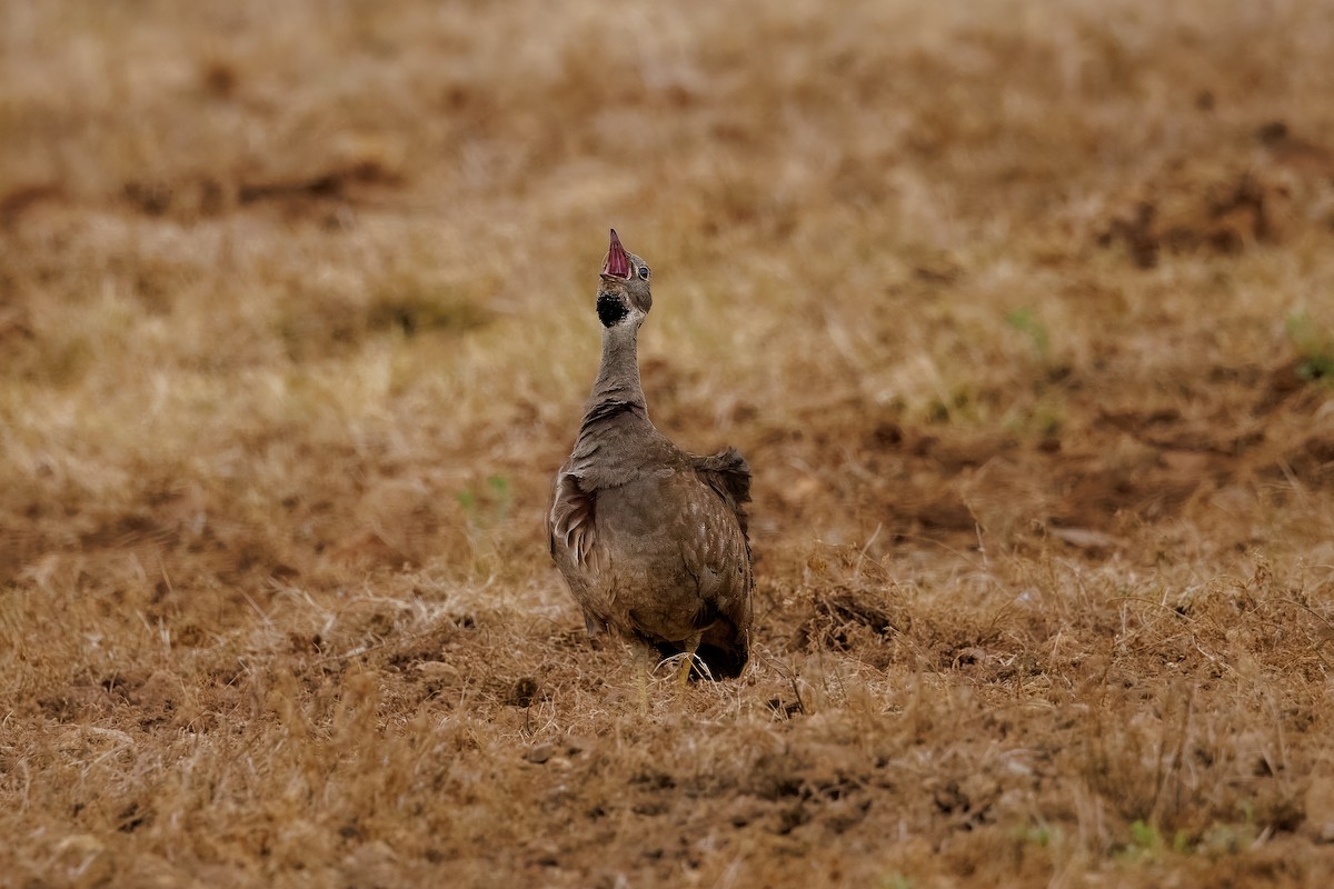 Karoo Bustard - ML627282878