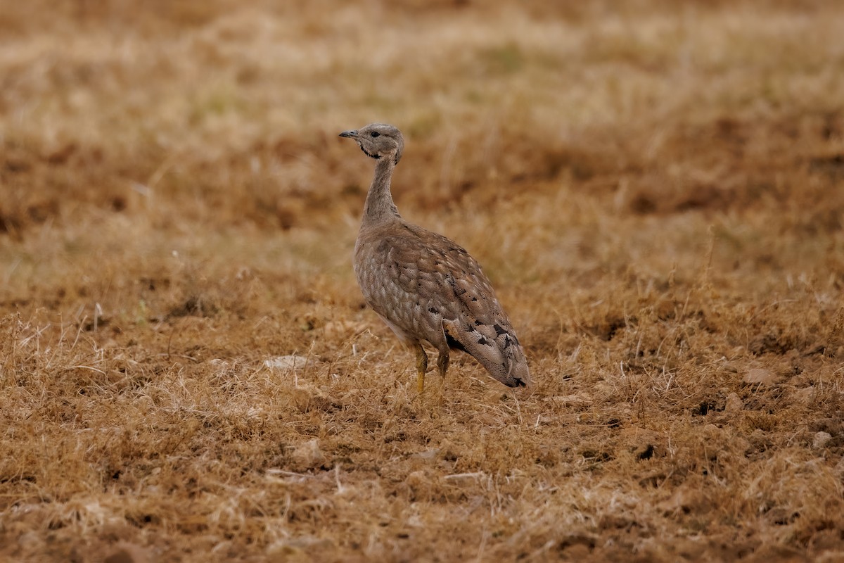 Karoo Bustard - ML627282879