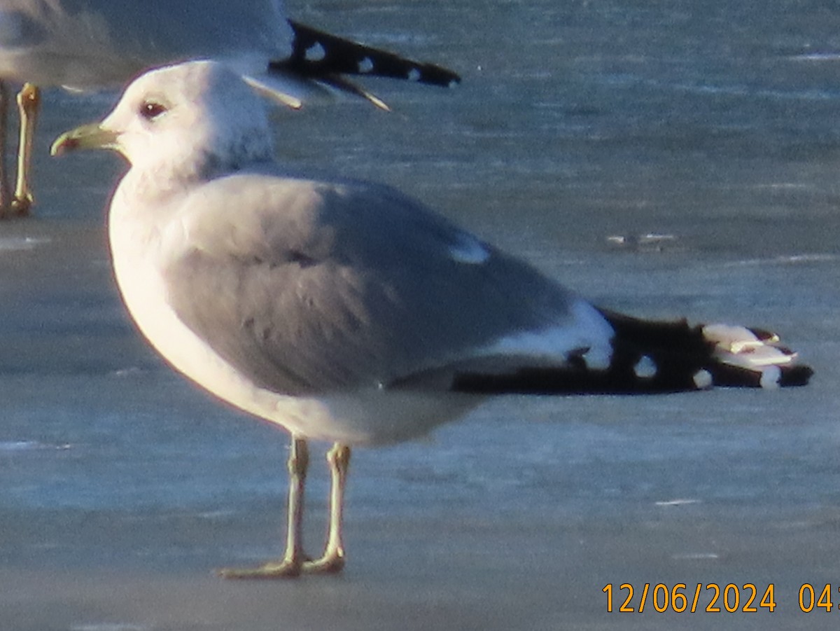 Short-billed Gull - ML627282884