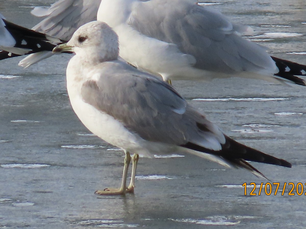 Short-billed Gull - ML627282885