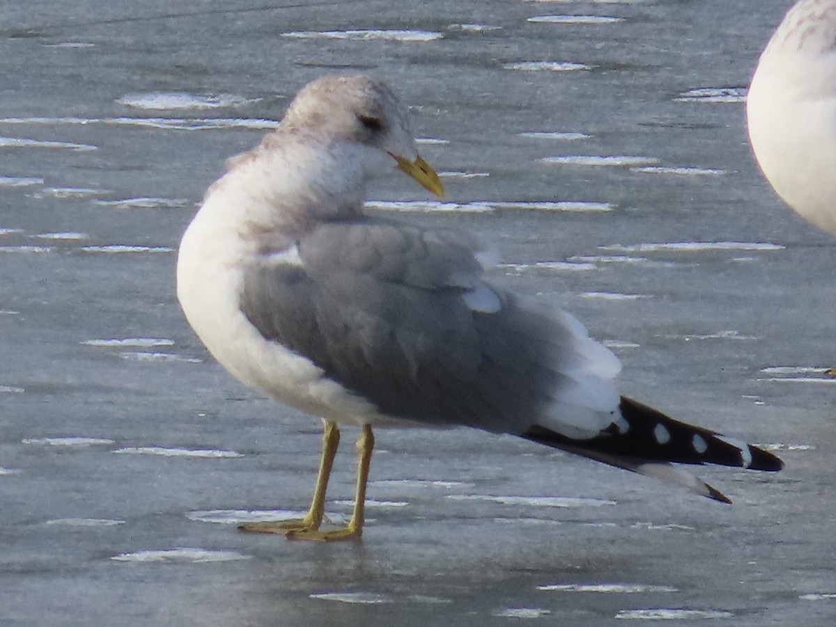 Short-billed Gull - ML627282886