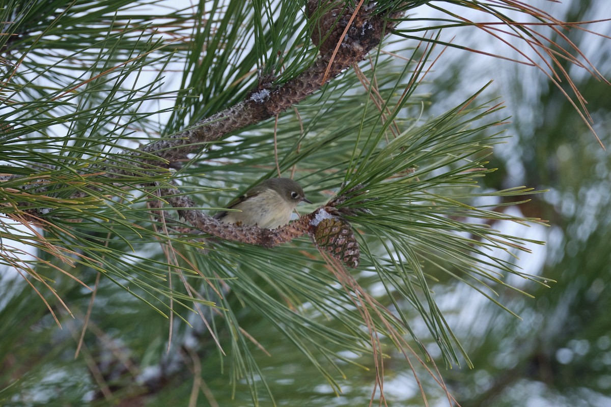Ruby-crowned Kinglet - ML627282937