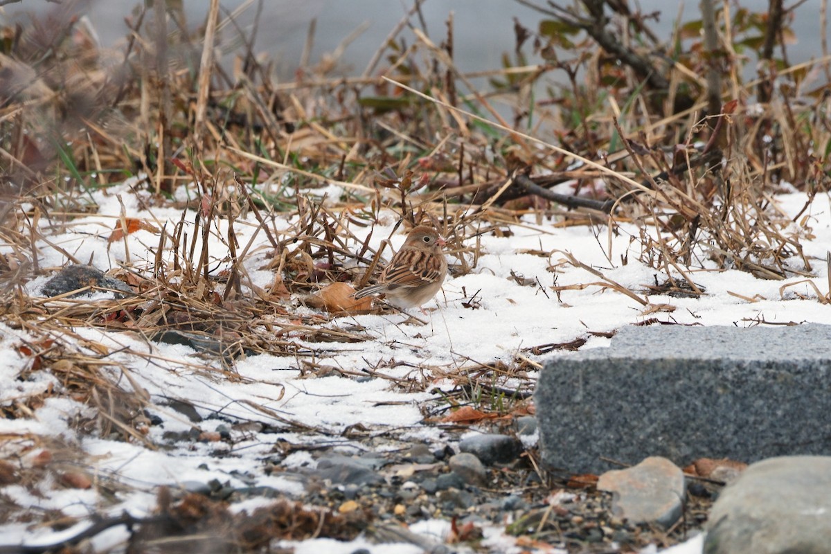 Field Sparrow - ML627282966