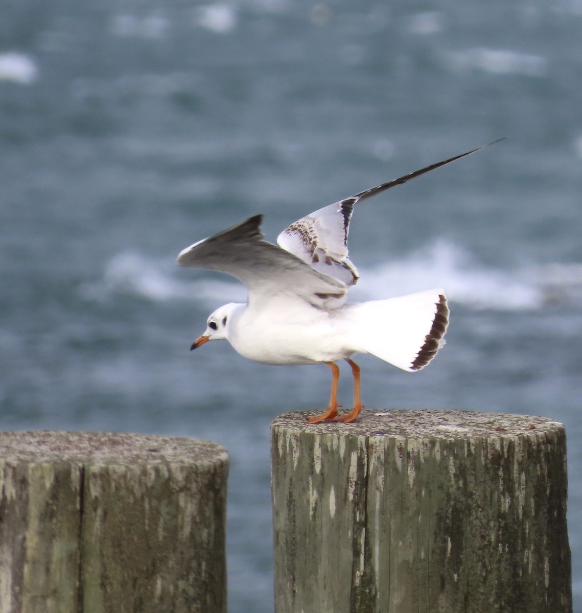 Хүрэн толгойт цахлай - ML627283035