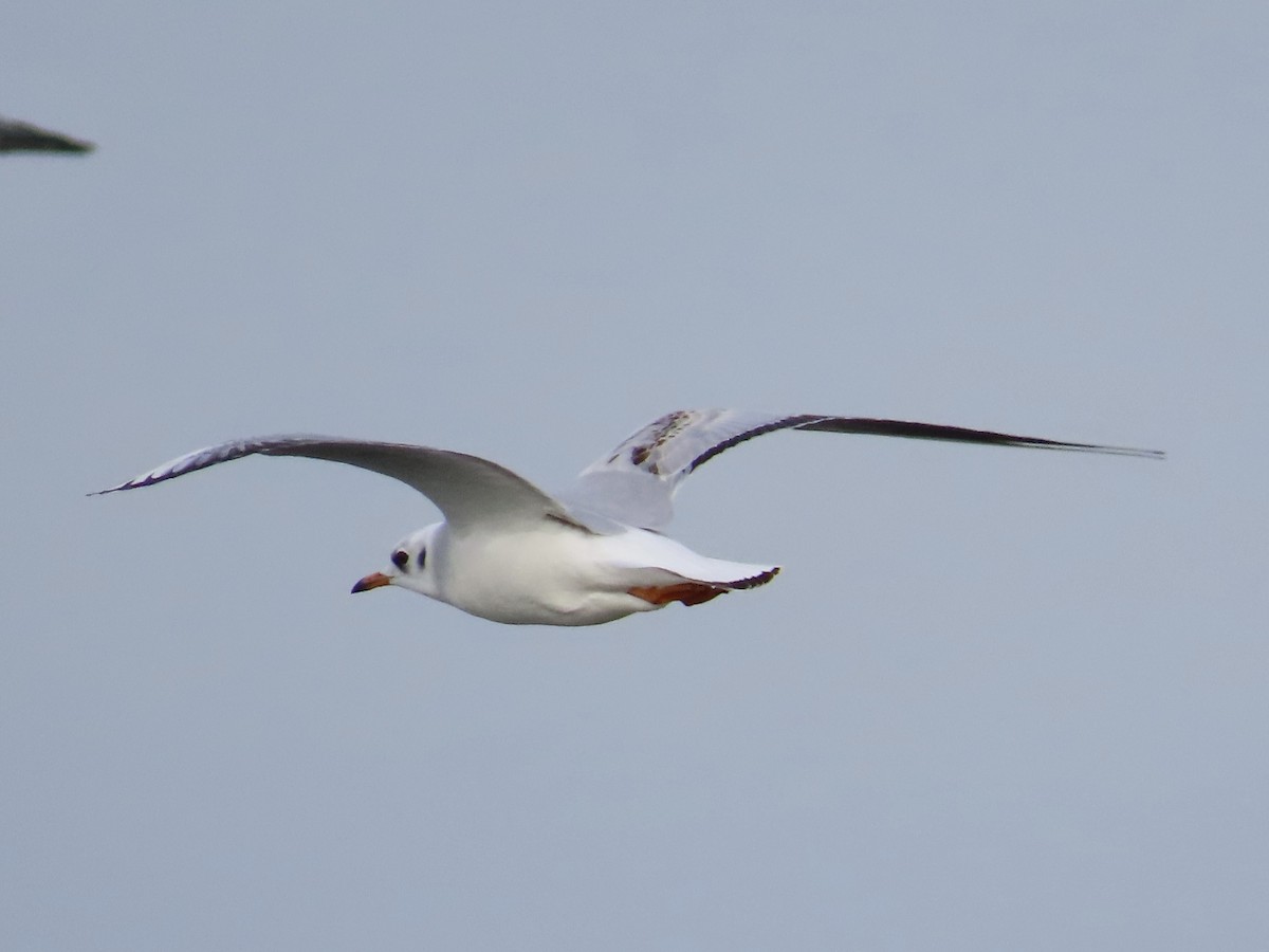 Хүрэн толгойт цахлай - ML627283036