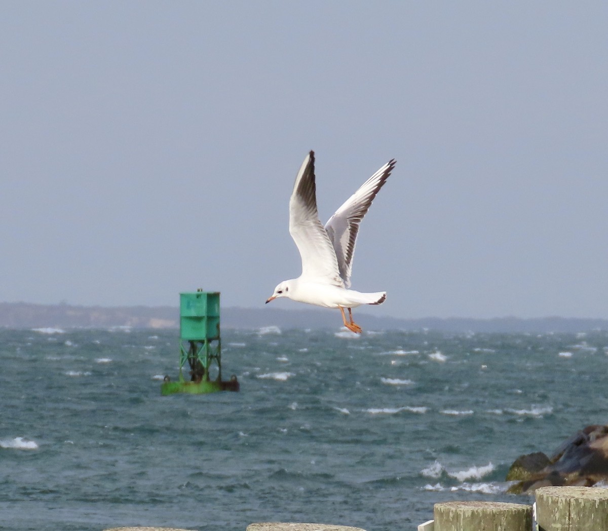 Хүрэн толгойт цахлай - ML627283037