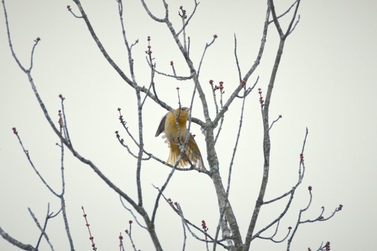 Baltimore Oriole - ML627283050