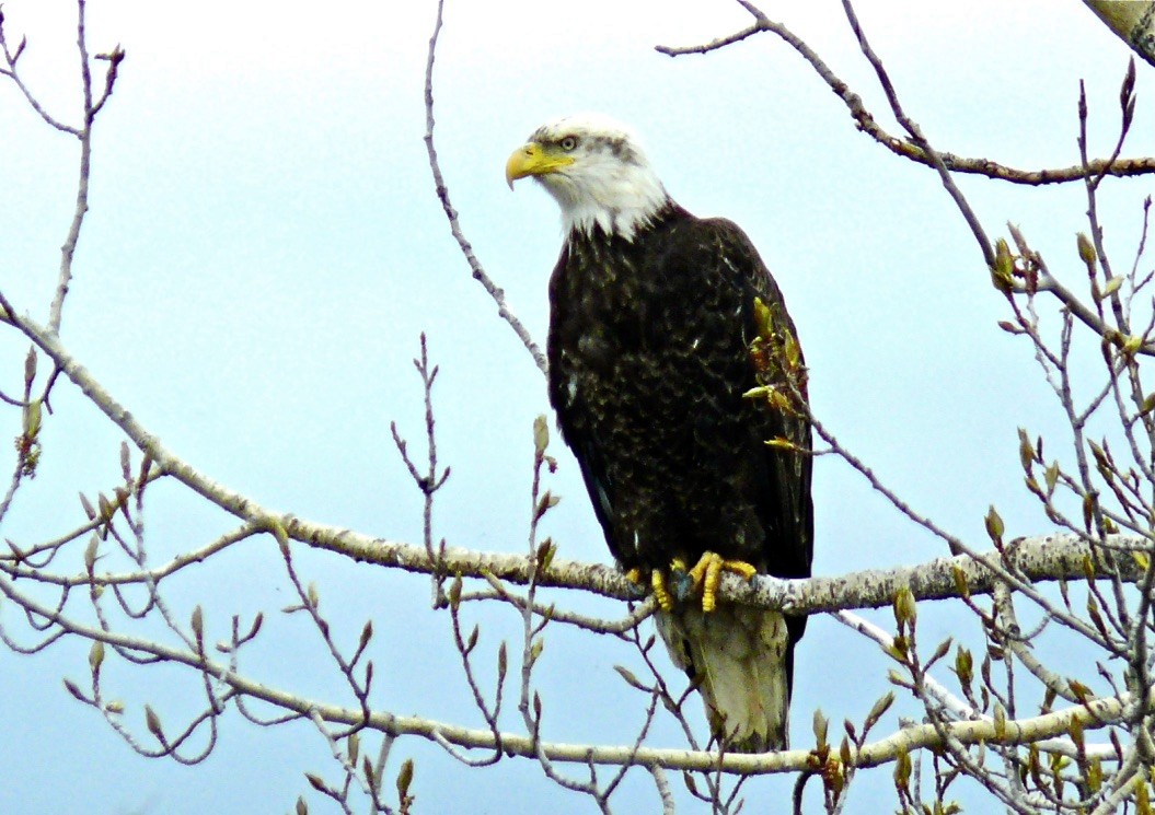 Bald Eagle - ML627283157