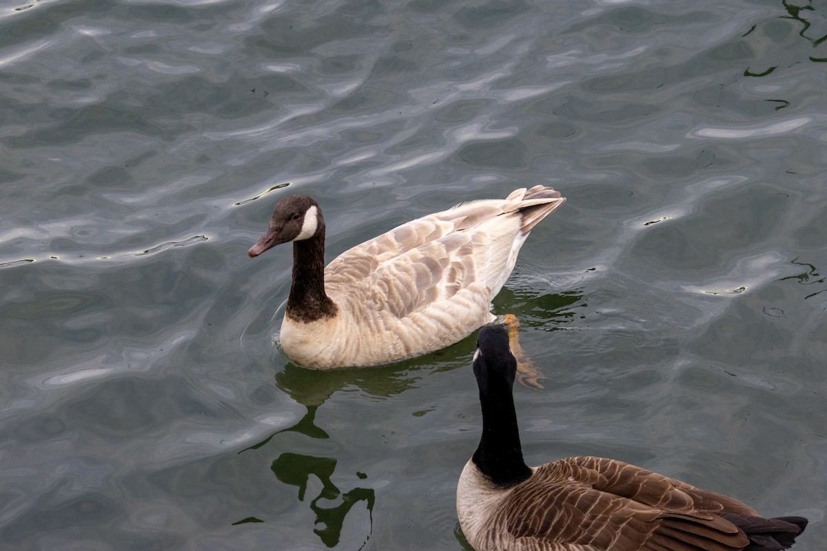 Canada Goose - ML627283168