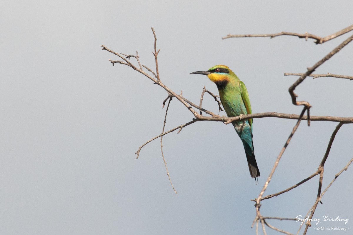 Rainbow Bee-eater - ML627283280