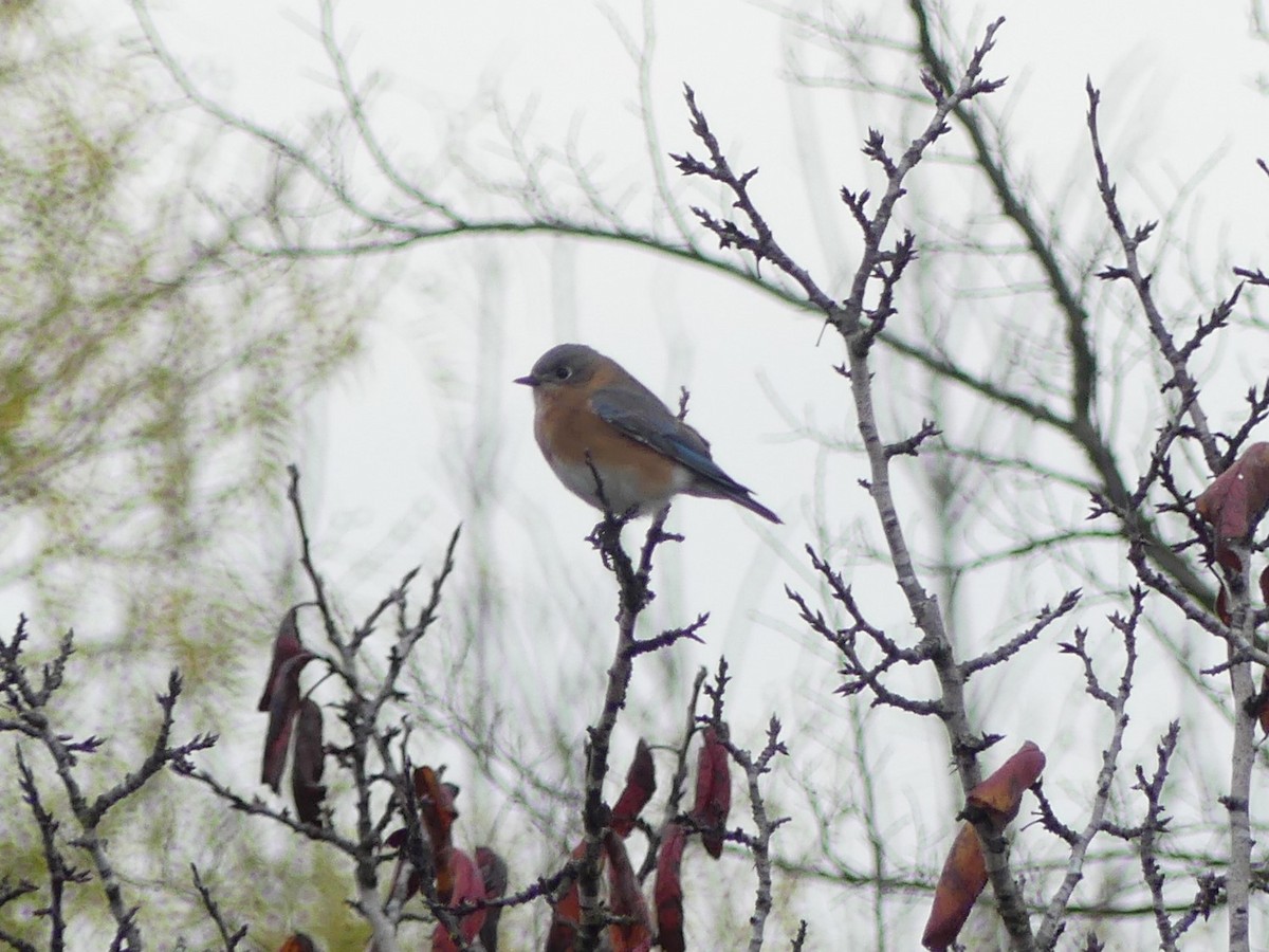 Eastern Bluebird - ML627283418