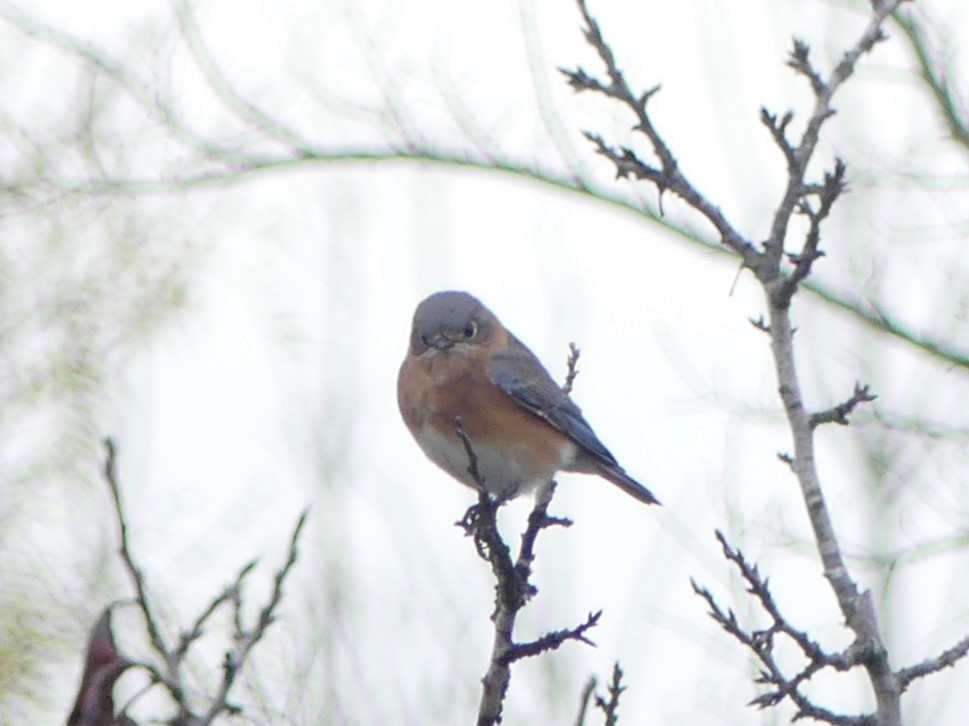 Eastern Bluebird - ML627283429