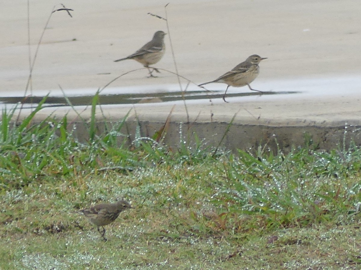 American Pipit - ML627283450